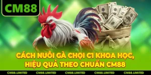Cách Nuôi Gà Chọi C1 Khoa Học, Hiệu Quả Theo Chuẩn CM88