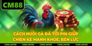 Cách Nuôi Gà Đá Tới Pin Giúp Chiến Kê Mạnh Khỏe, Bền Lực