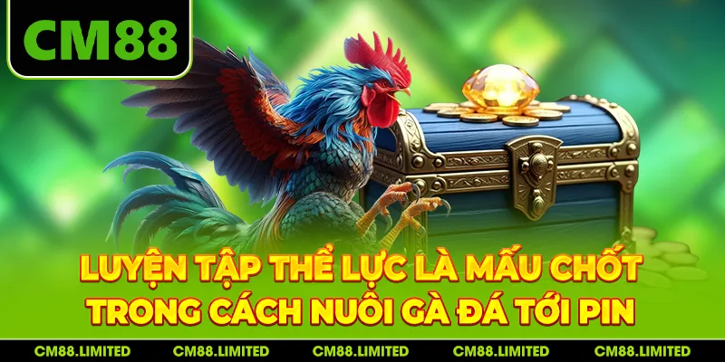 Luyện tập thể lực là mấu chốt trong cách nuôi gà đá tới pin